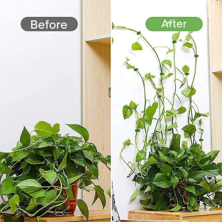 Plantefastgørelsesklemmer i silikone | Selvklæbende | Til slyngplanter og klatreplanter | LeafHold